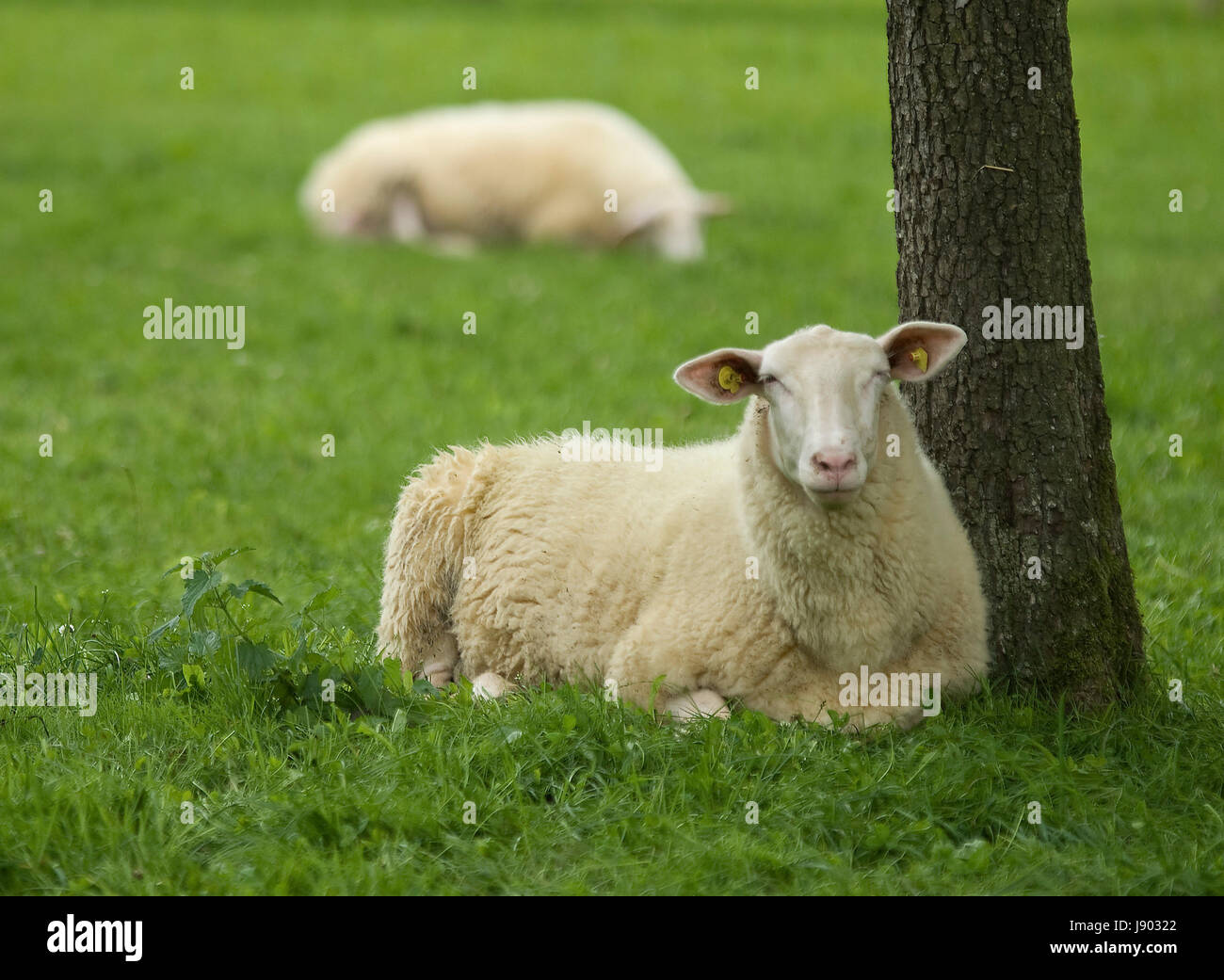 east friesian sheep Stock Photo Alamy