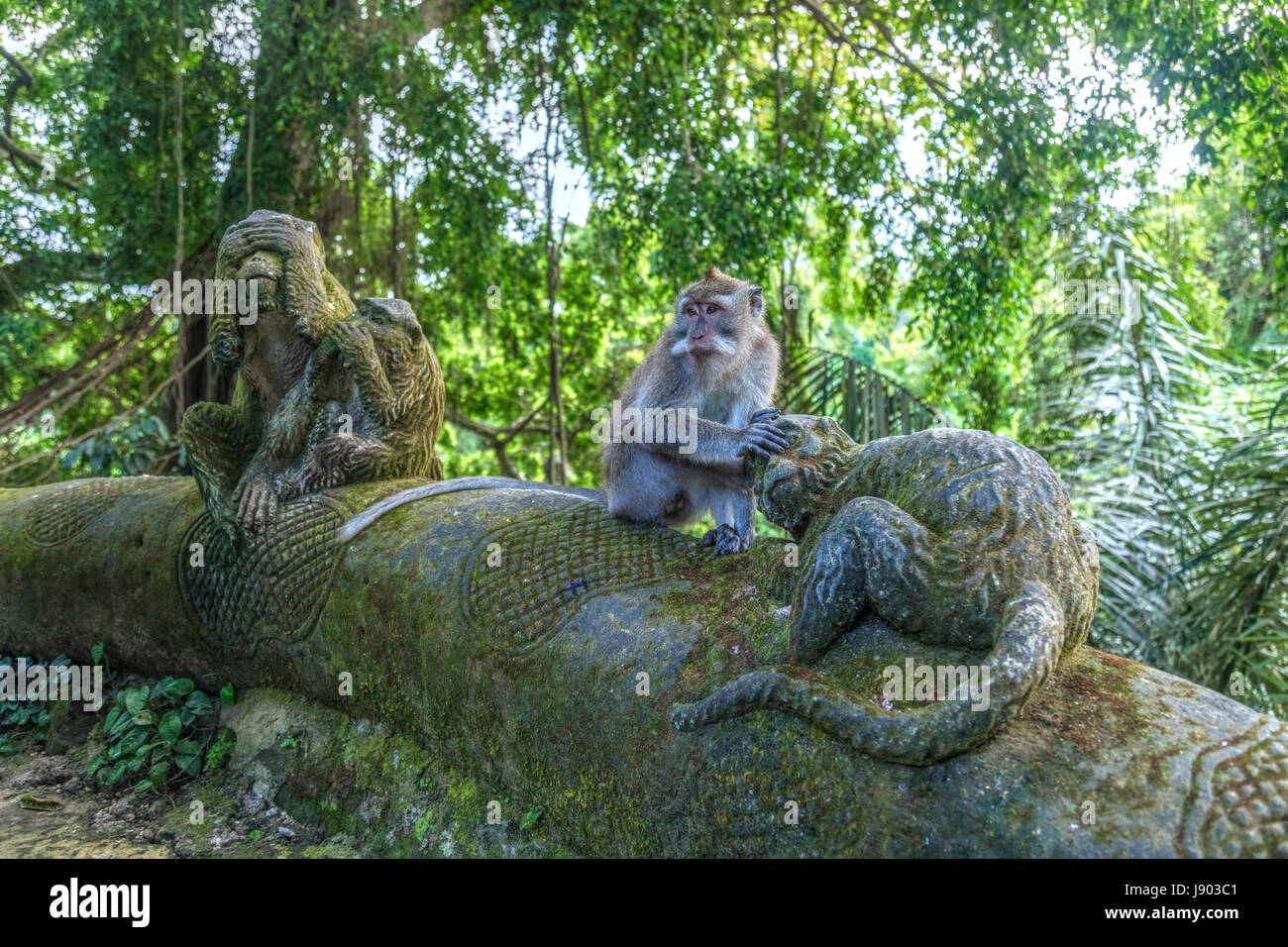 Monkey Forest, Ubud, Bali, Indonesia, Asia Stock Photo