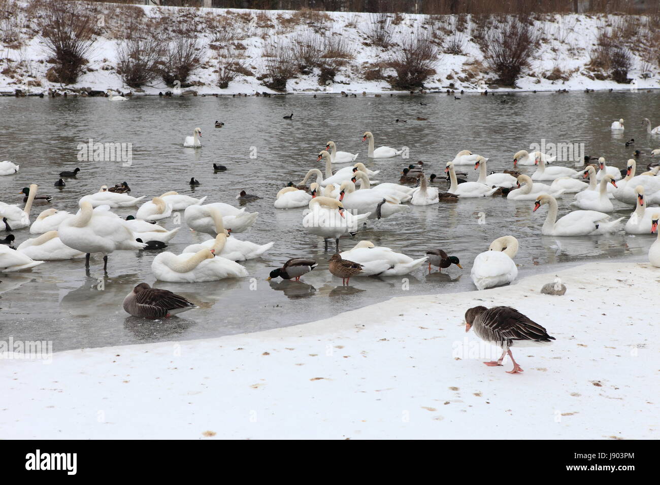 winter, animal, bird, swans, birds, waterfowls, geese, waterfowl, feathers, Stock Photo