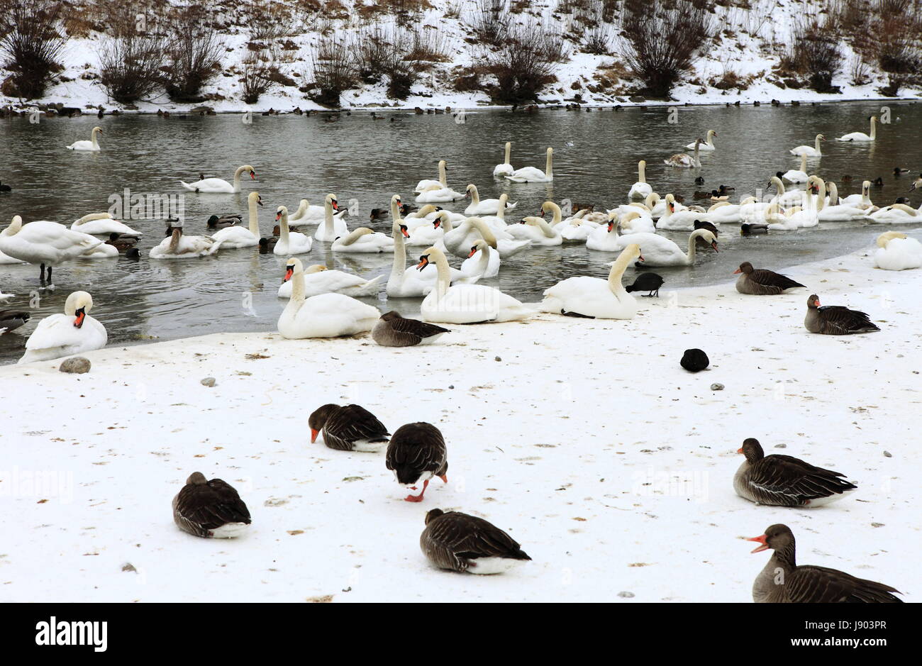 winter, animal, bird, swans, birds, waterfowls, geese, waterfowl, feathers, Stock Photo