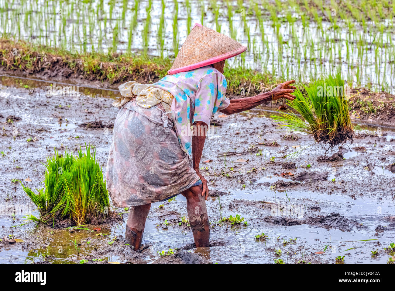 Paddy fields harvest rice hi-res stock photography and images - Alamy