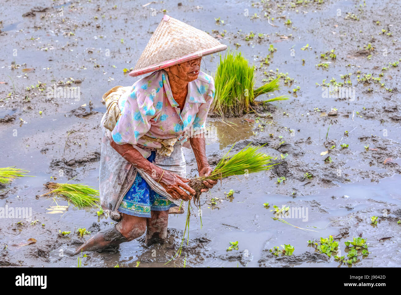 harvesting rice on the paddy fields near Yogyakarta, Java, Indonesia, Asia Stock Photo