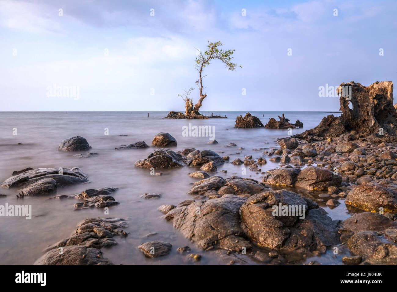 mangrove trees in the water in Situbondo, Java, Indonesia, Asia Stock Photo