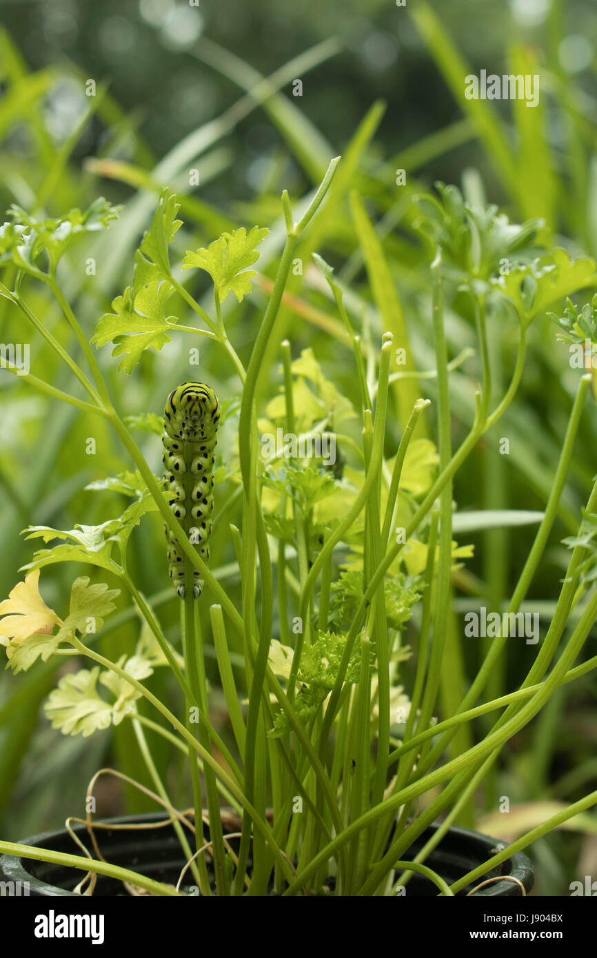 A Growing Caterpillar Eating Parsley Stock Photo Alamy