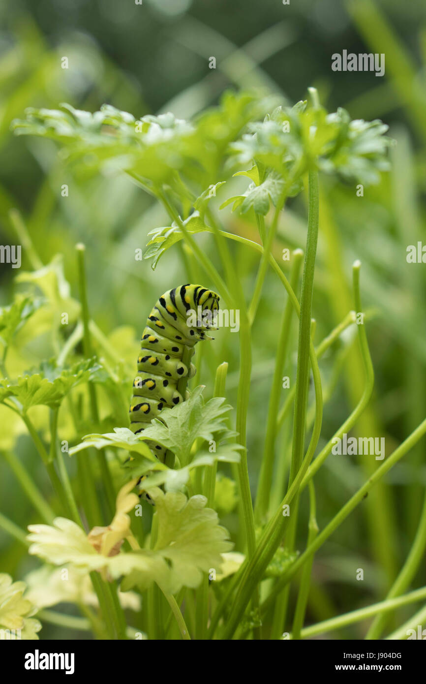 A Growing Caterpillar Eating Parsley Stock Photo Alamy