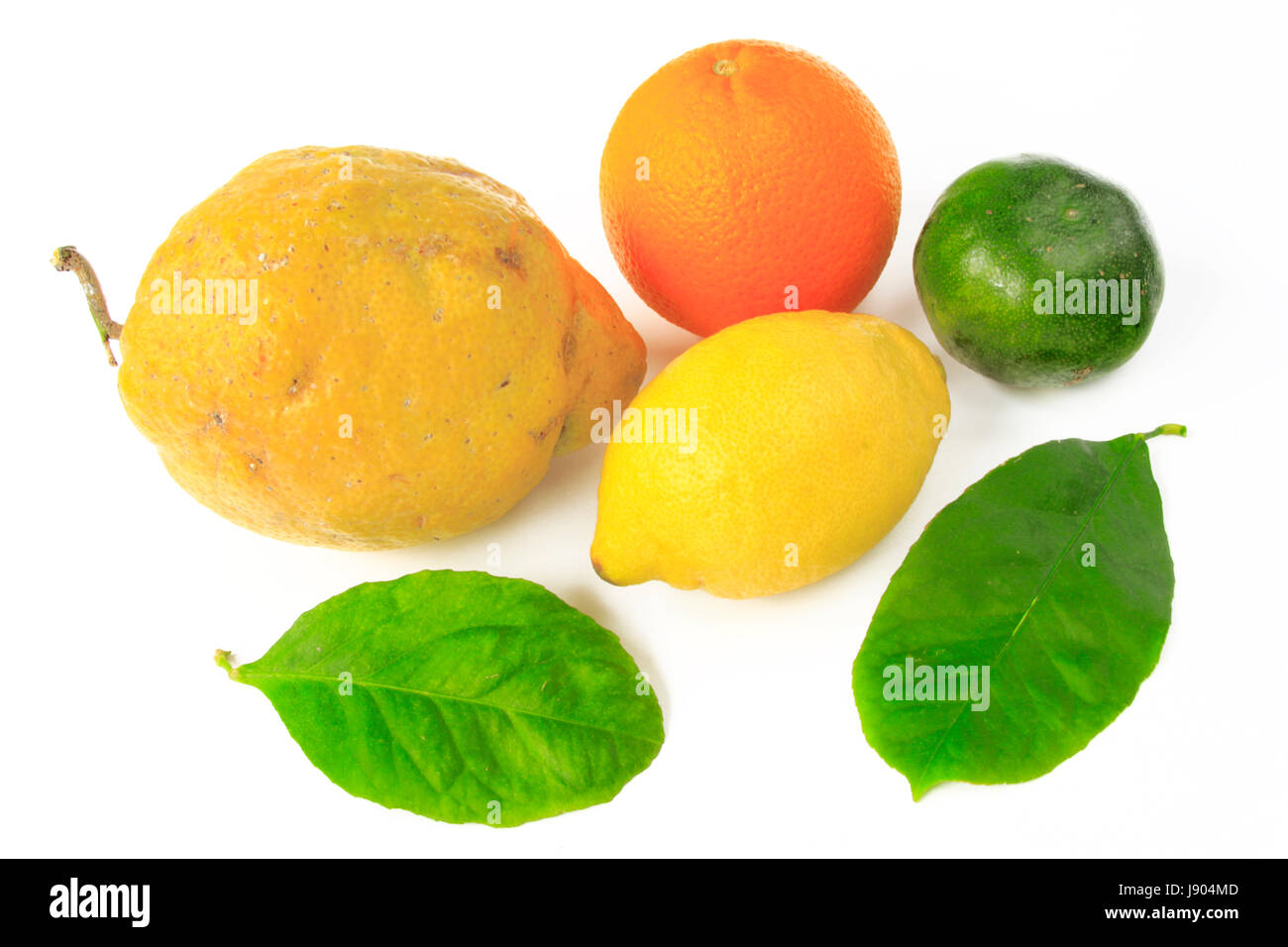 Citron limon citrus sinensis hires stock photography and images Alamy
