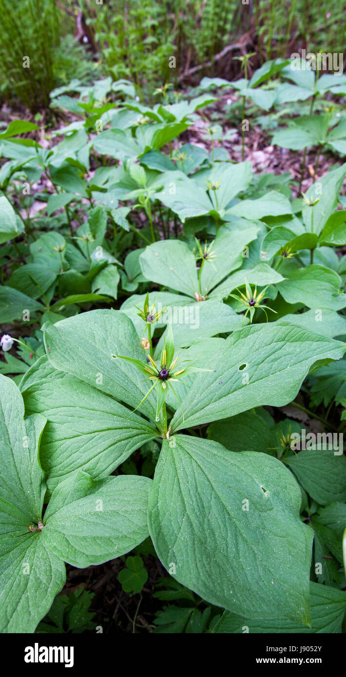 Flowering herb Paris  (Paris quadrifoloa) in spring Stock Photo