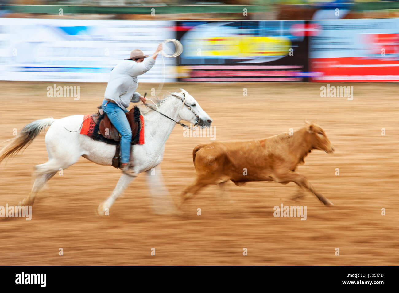 Rodeo is a popular pastime in Mato Grosso do Sul, Bonito town, Brazil ...