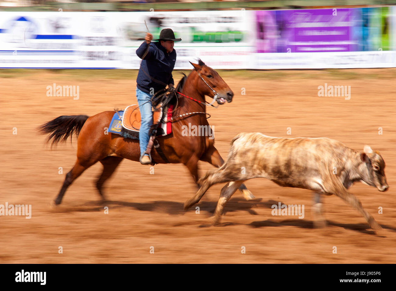 Rodeo is a popular pastime in Mato Grosso do Sul, Bonito town, Brazil ...