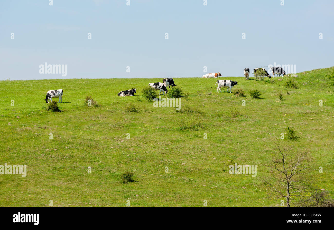 Dairy cows on green hillside pasture. Location Brosarp in Scania, Sweden. Stock Photo