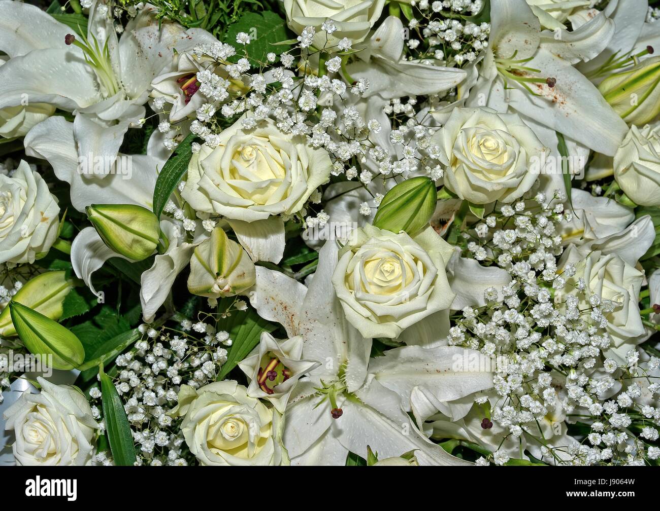 Flush of roses hi-res stock photography and images - Alamy
