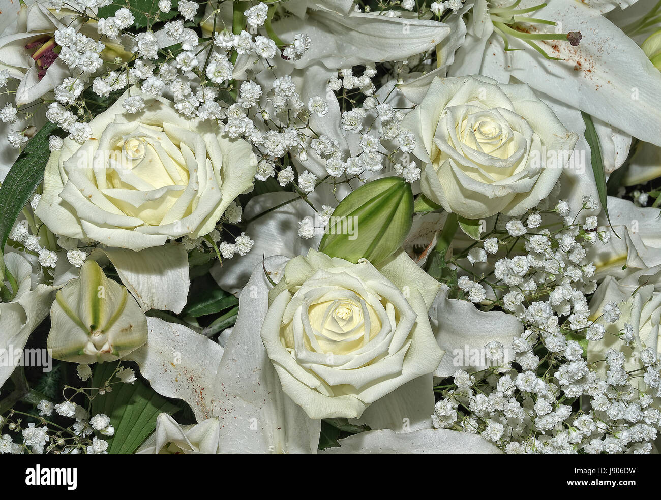 Flush of roses hi-res stock photography and images - Alamy