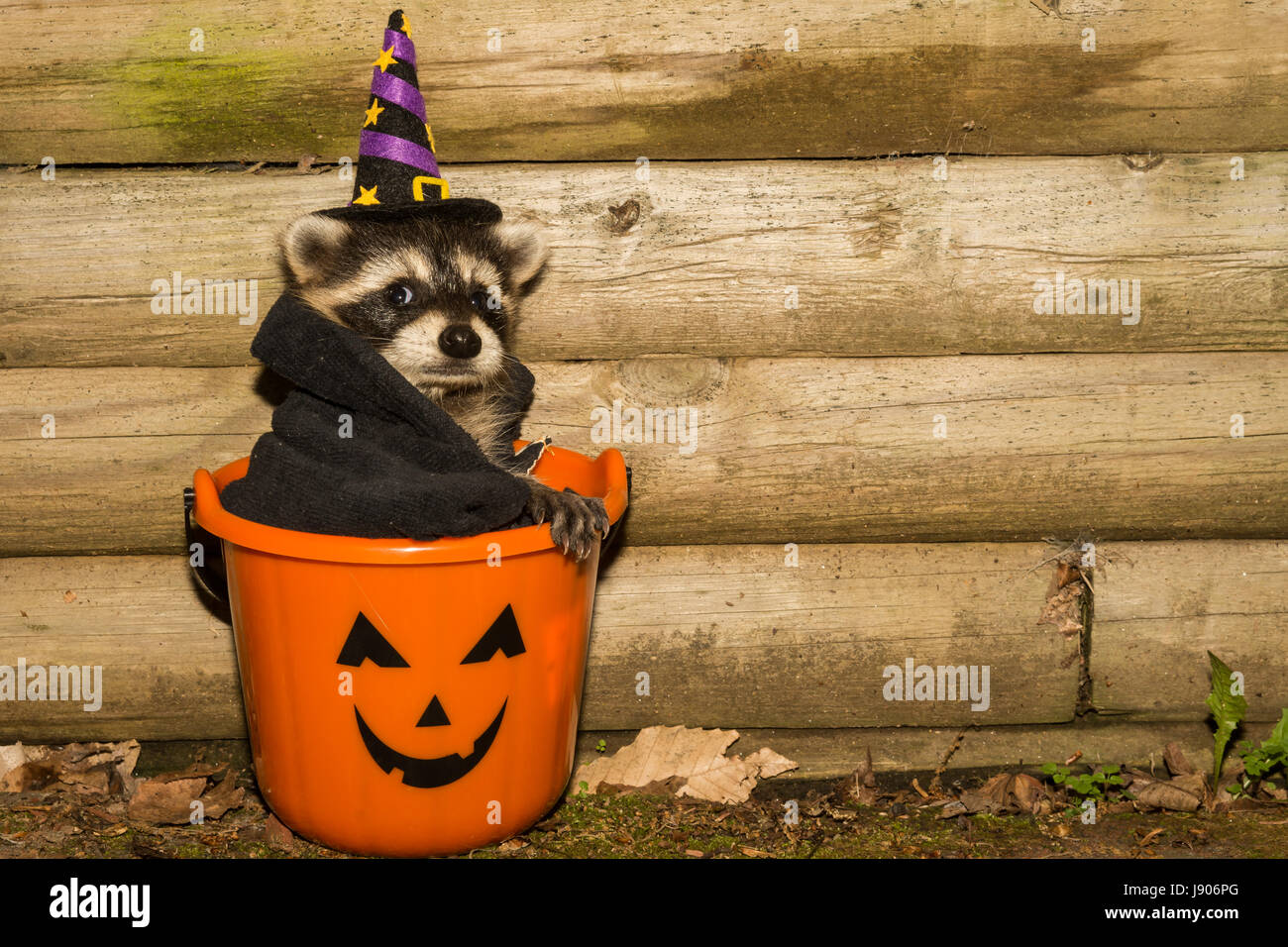 Raccoon Bucket Set