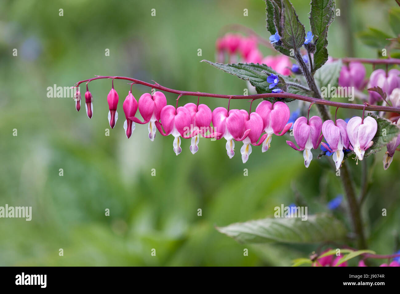 Dicentra spectabilis hires stock photography and images Alamy