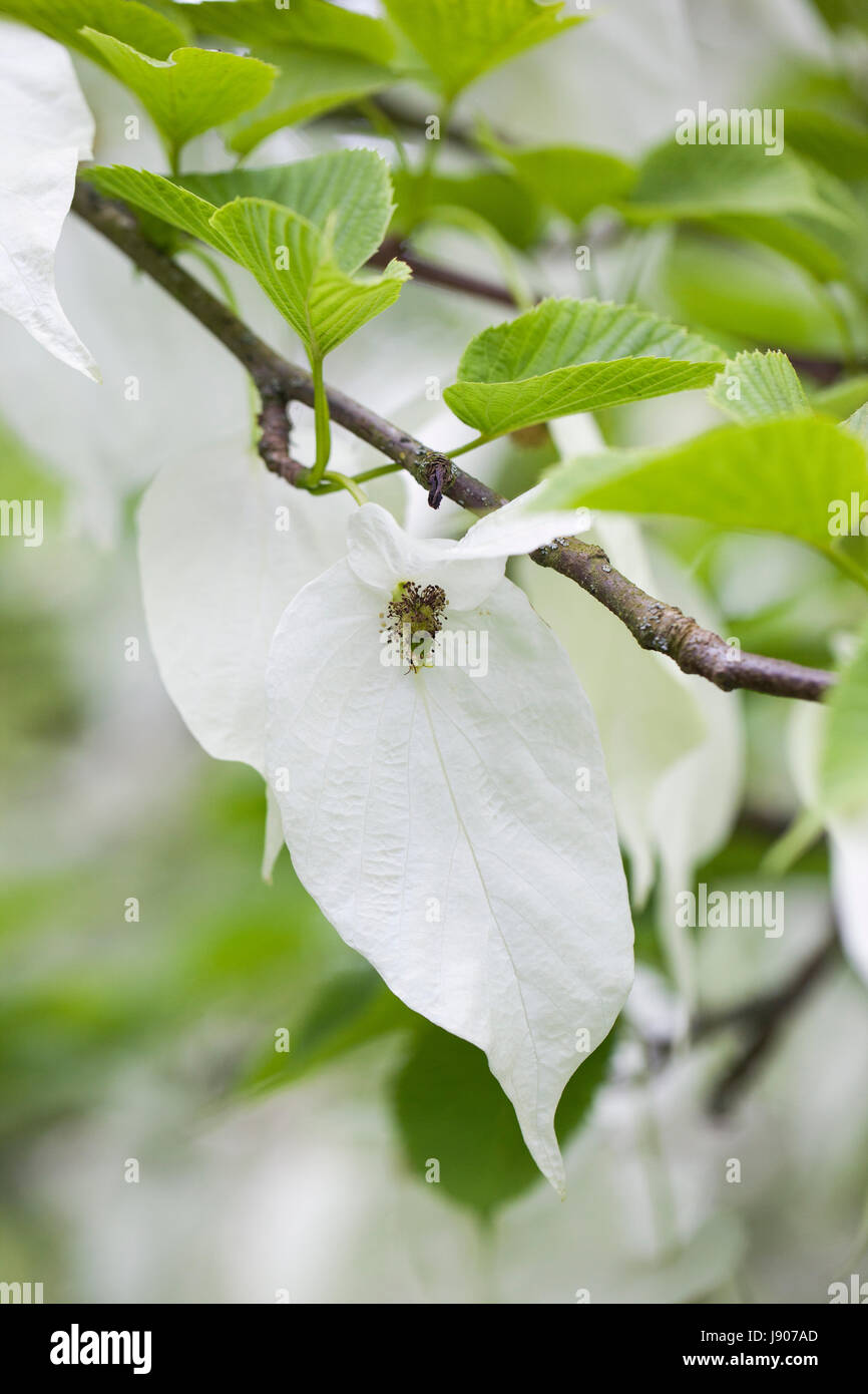 Close up of Davidia involucrate / Handkerchief tree / Dove tree white flower bracts, England, UK Stock Photo