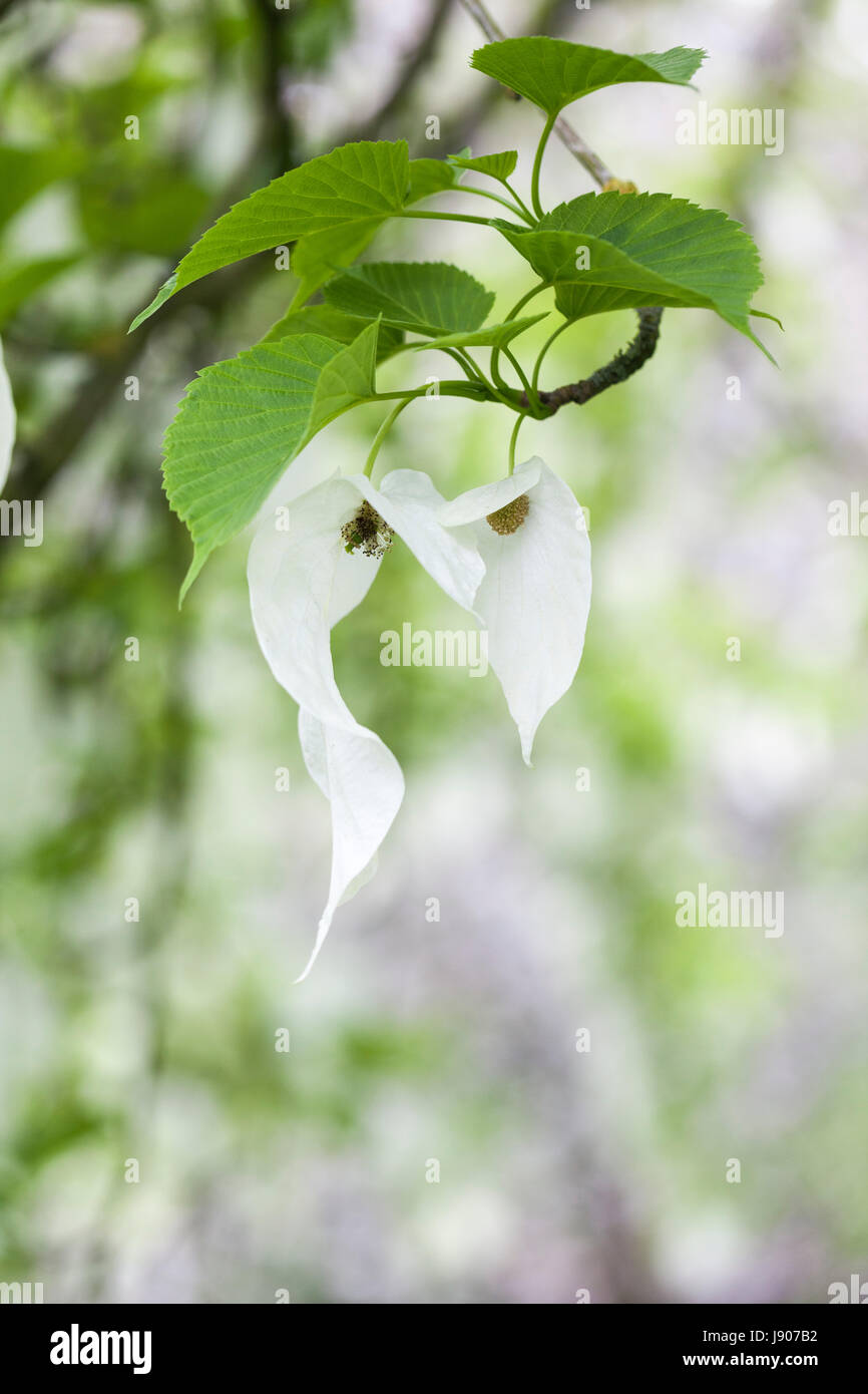 Close up of Davidia involucrate / Handkerchief tree / Dove tree white flower bracts, England, UK Stock Photo