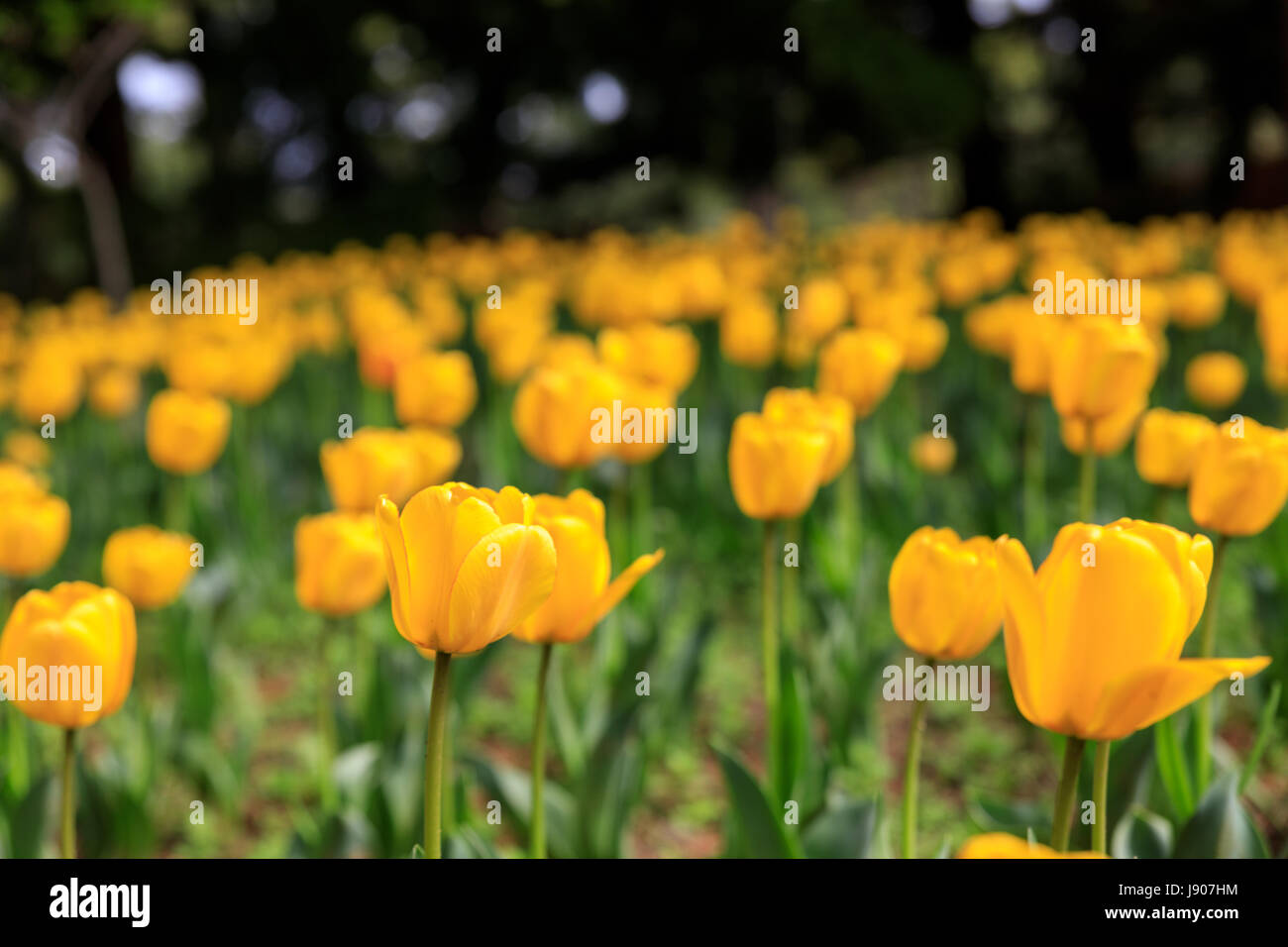 Tulip Garden in Jeju island, Korea Stock Photo Alamy
