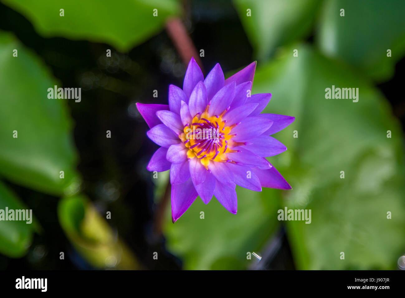 Lotus Flower Kerala Hi-res Stock Photography And Images - Alamy