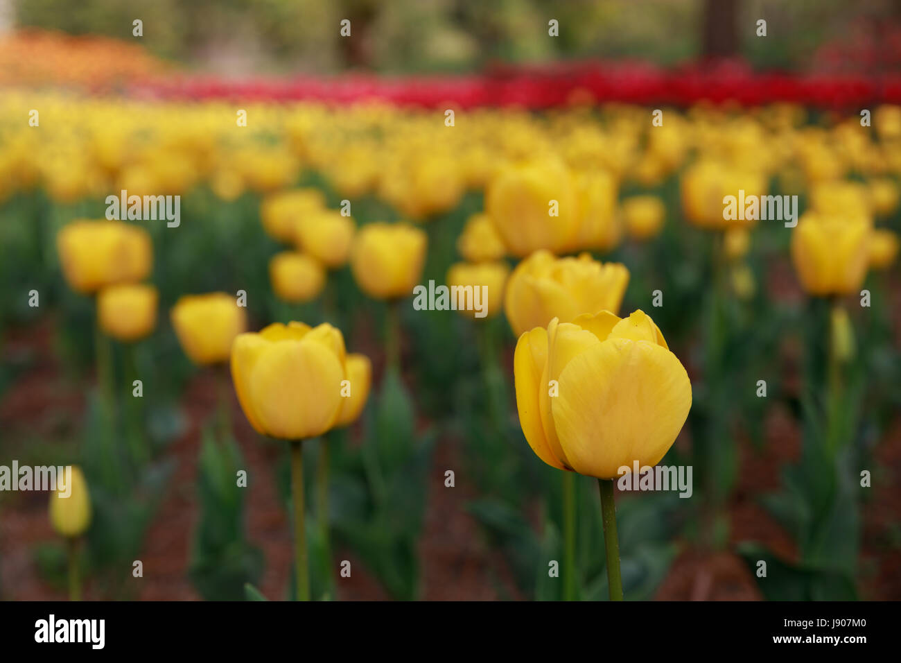 Tulip Garden in Jeju island, Korea Stock Photo Alamy