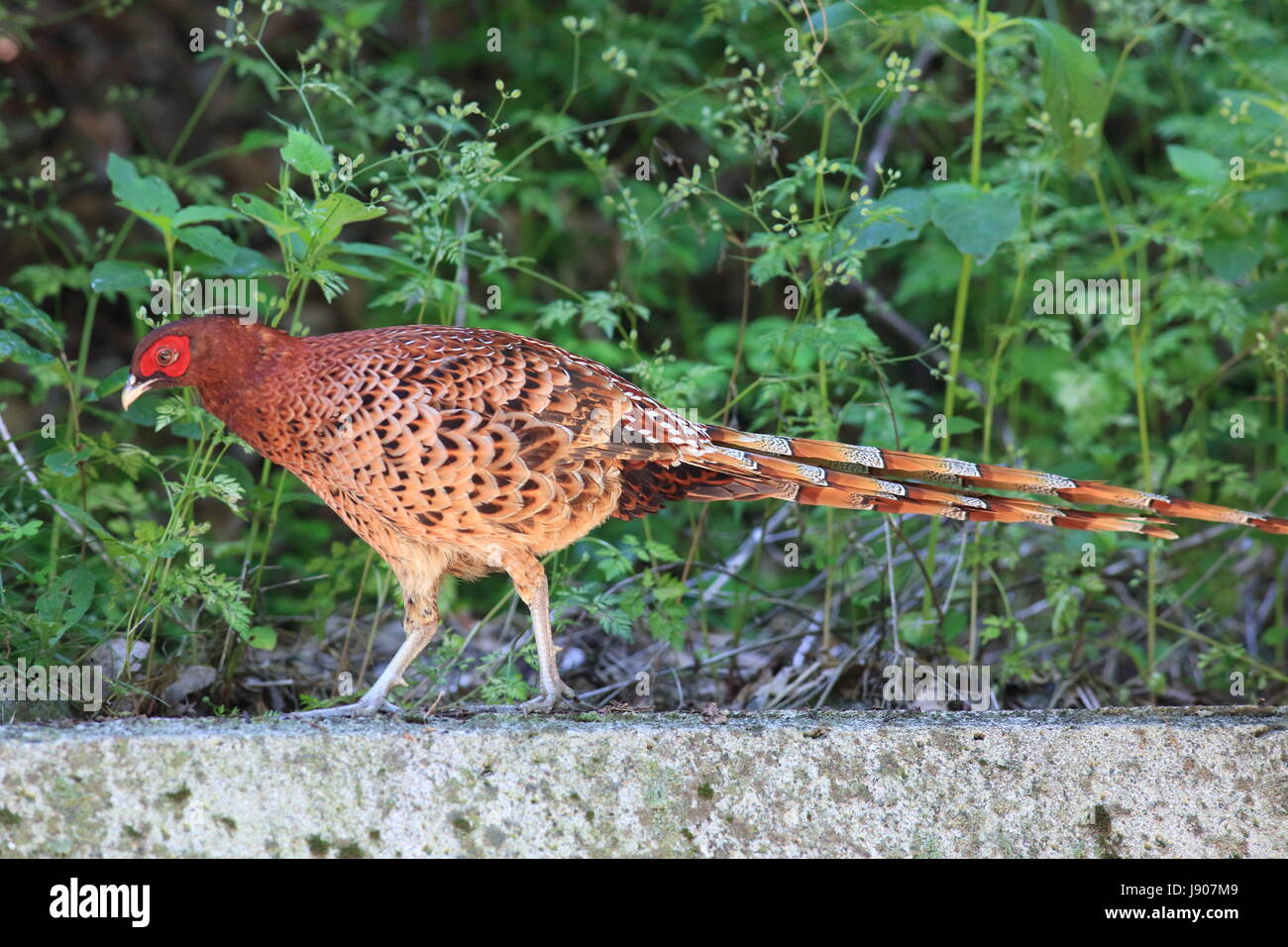 Copper Pheasant (Syrmaticus soemmerringii intermedius) male in Japan