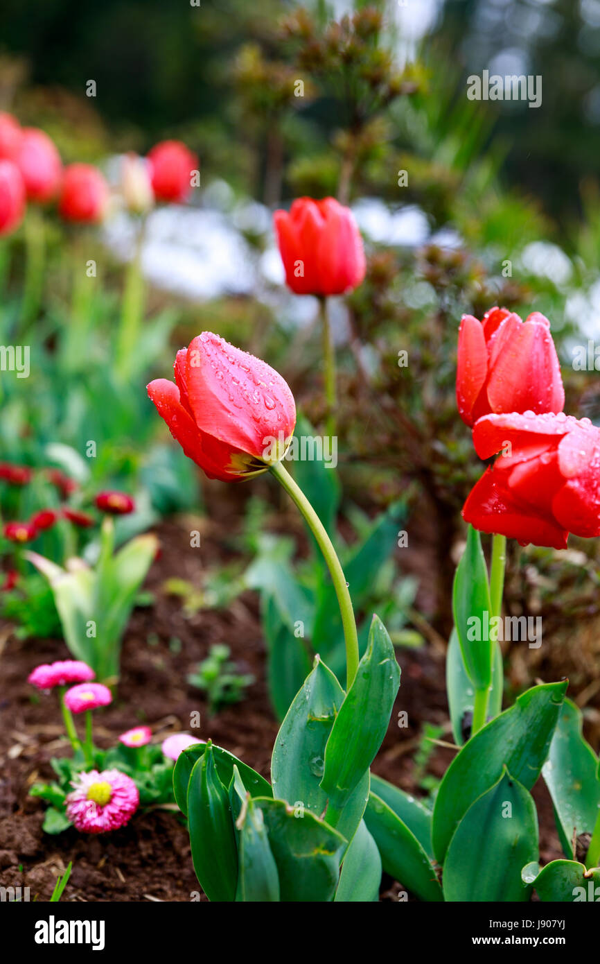 Tulip Garden in Jeju island, Korea Stock Photo Alamy