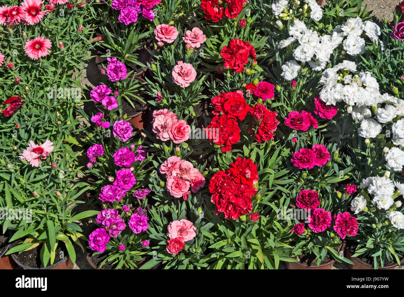 Carnation seedlings flowers in pots exposed for sale at the market in Serbia Stock Photo Alamy