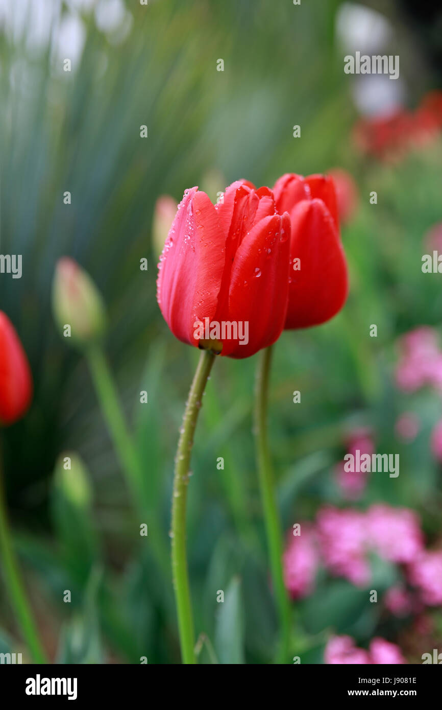 Tulip Garden in Jeju island, Korea Stock Photo Alamy