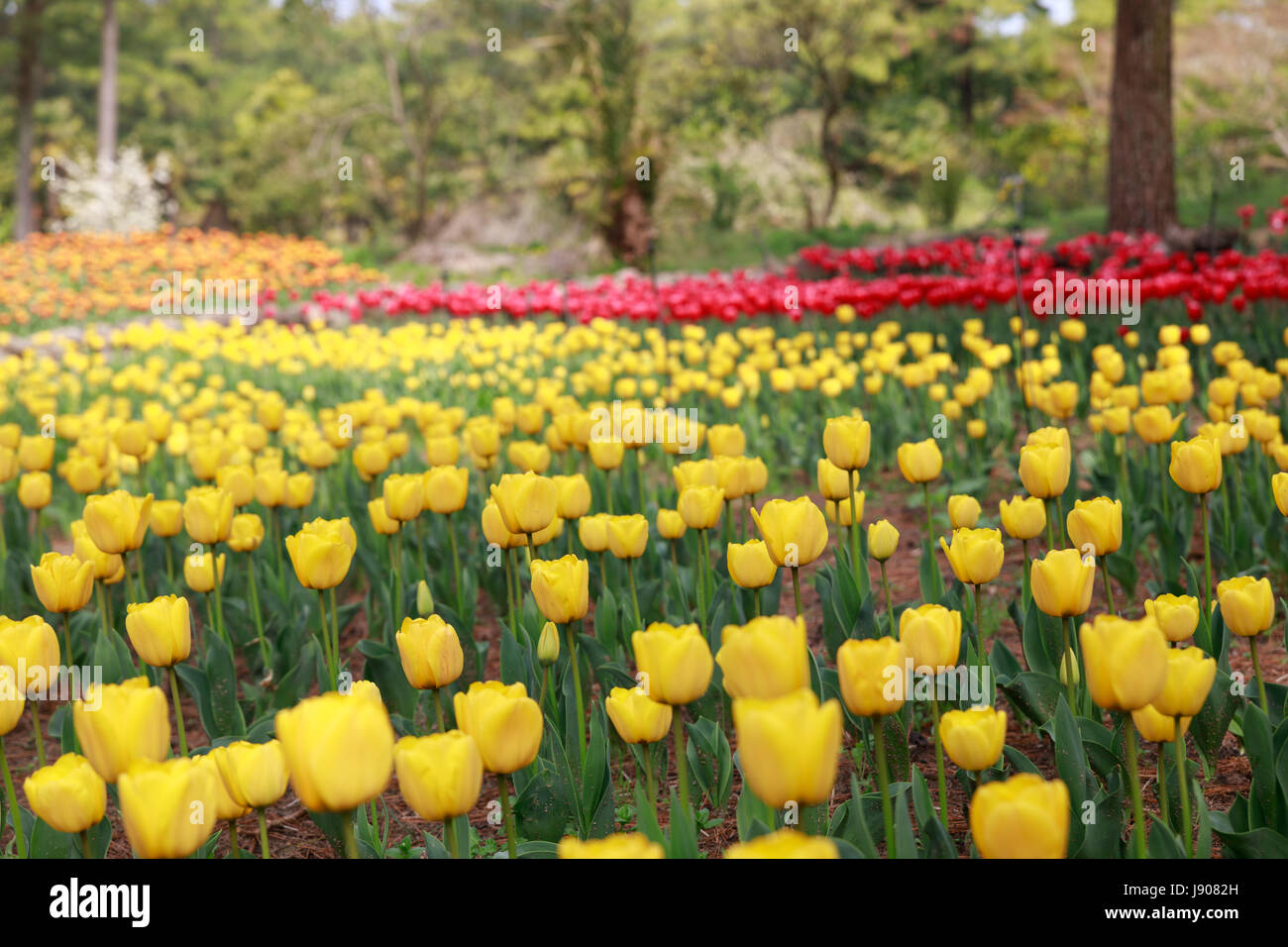 Tulip Garden in Jeju island, Korea Stock Photo Alamy
