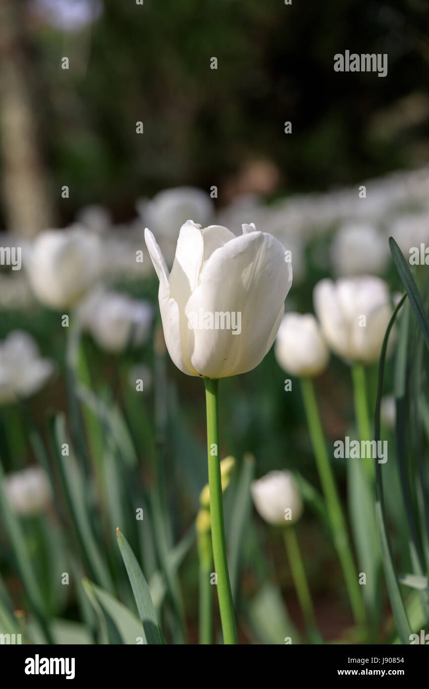 Tulip Garden in Jeju island, Korea Stock Photo Alamy