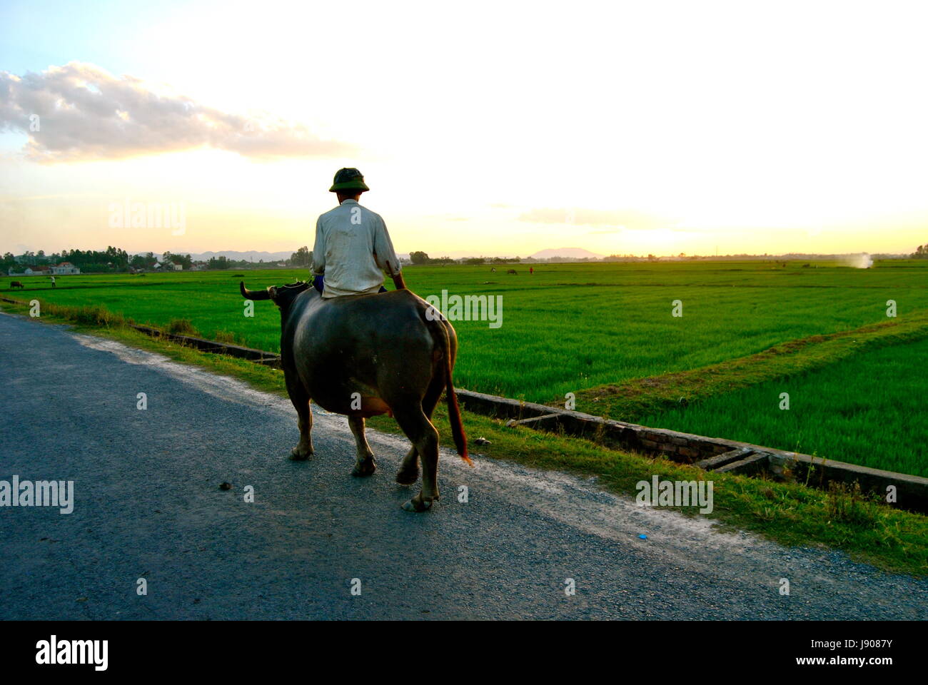 A farmer riding a buffalo in a rural part of Nghe An province, Vietnam Stock Photo
