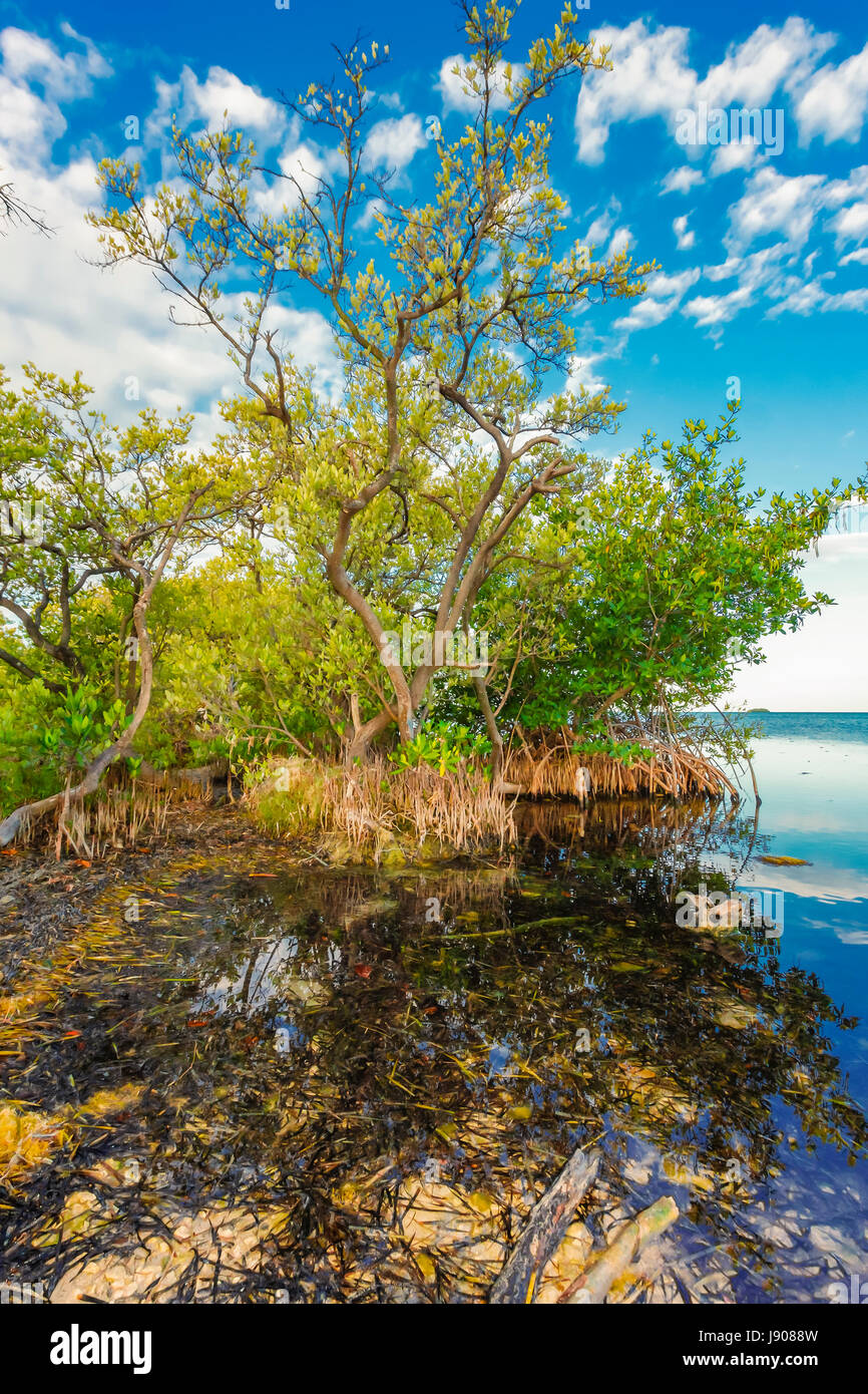 Mangrove tree Stock Photo