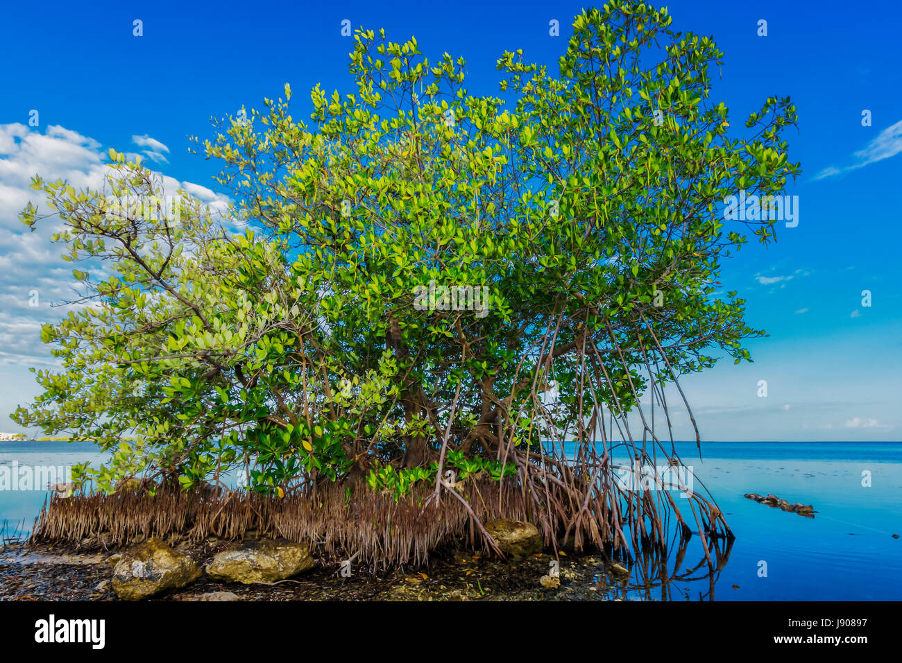 Mangrove tree Stock Photo