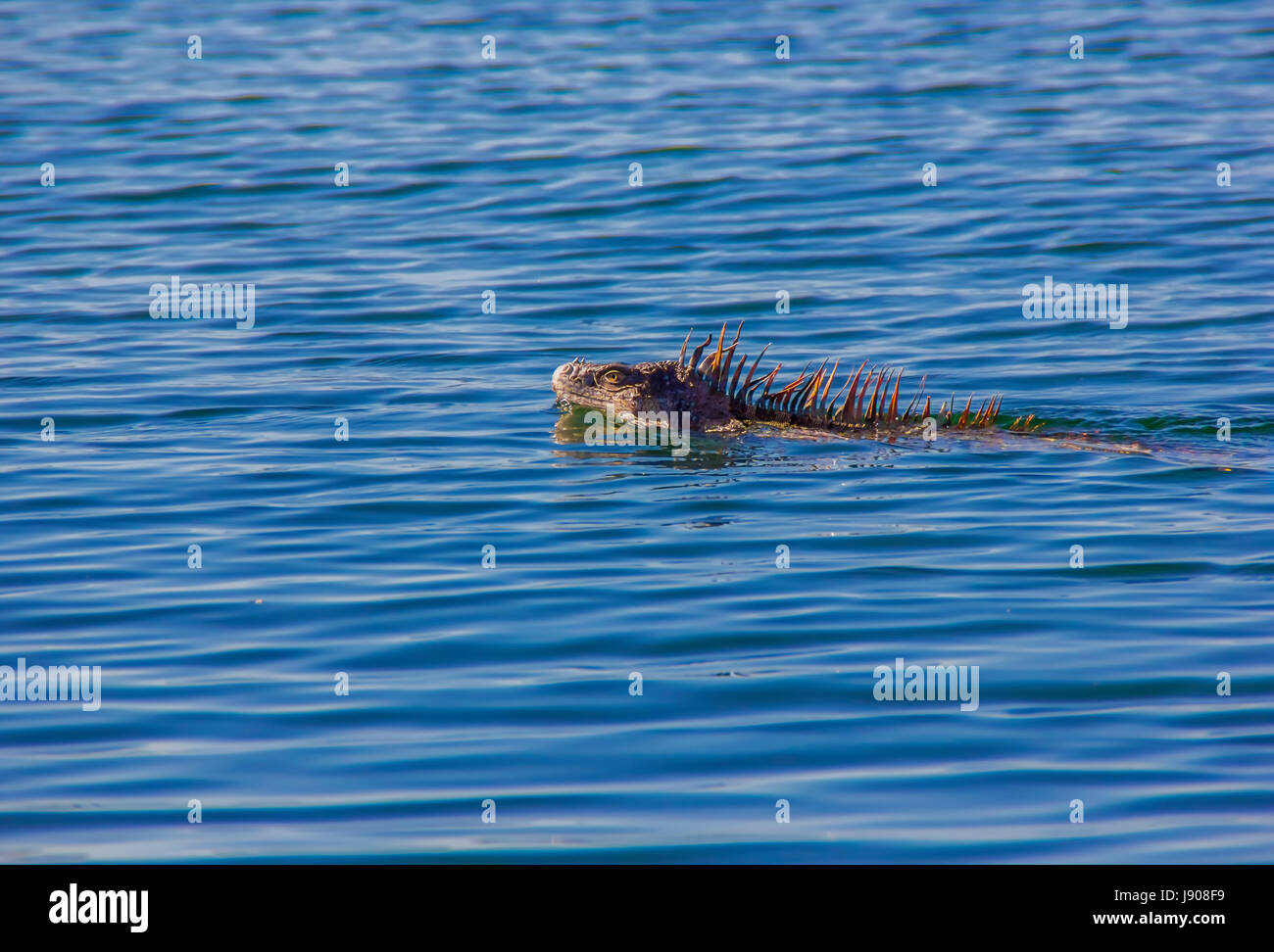 Iguana swimming Stock Photo