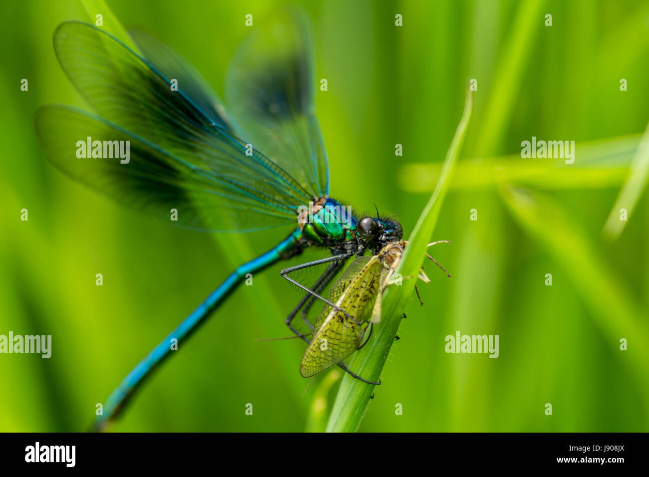 A beautiful blue Damsel fly resting on the bank of the river Taw in Devon Stock Photo