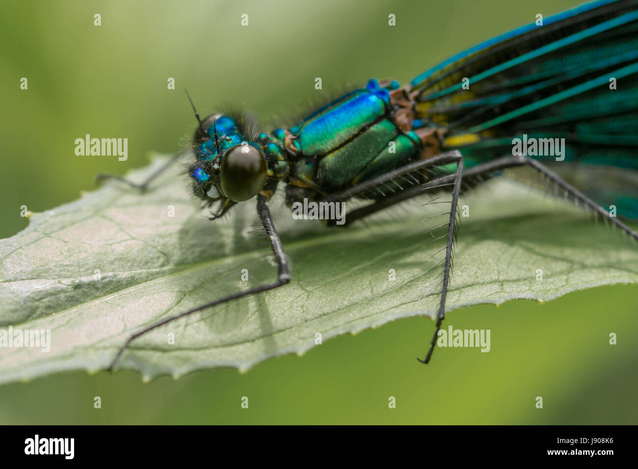 A beautiful blue Damsel fly resting on the bank of the river Taw in Devon Stock Photo