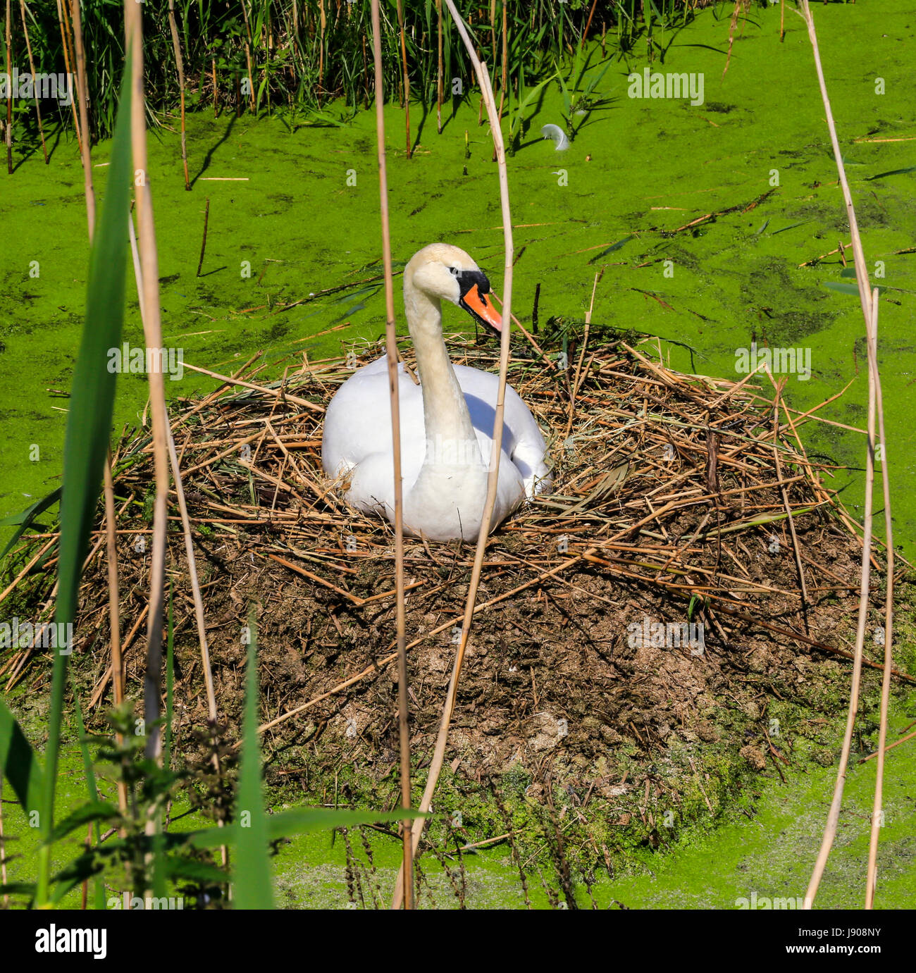 Mute swan on nest Stock Photo Alamy