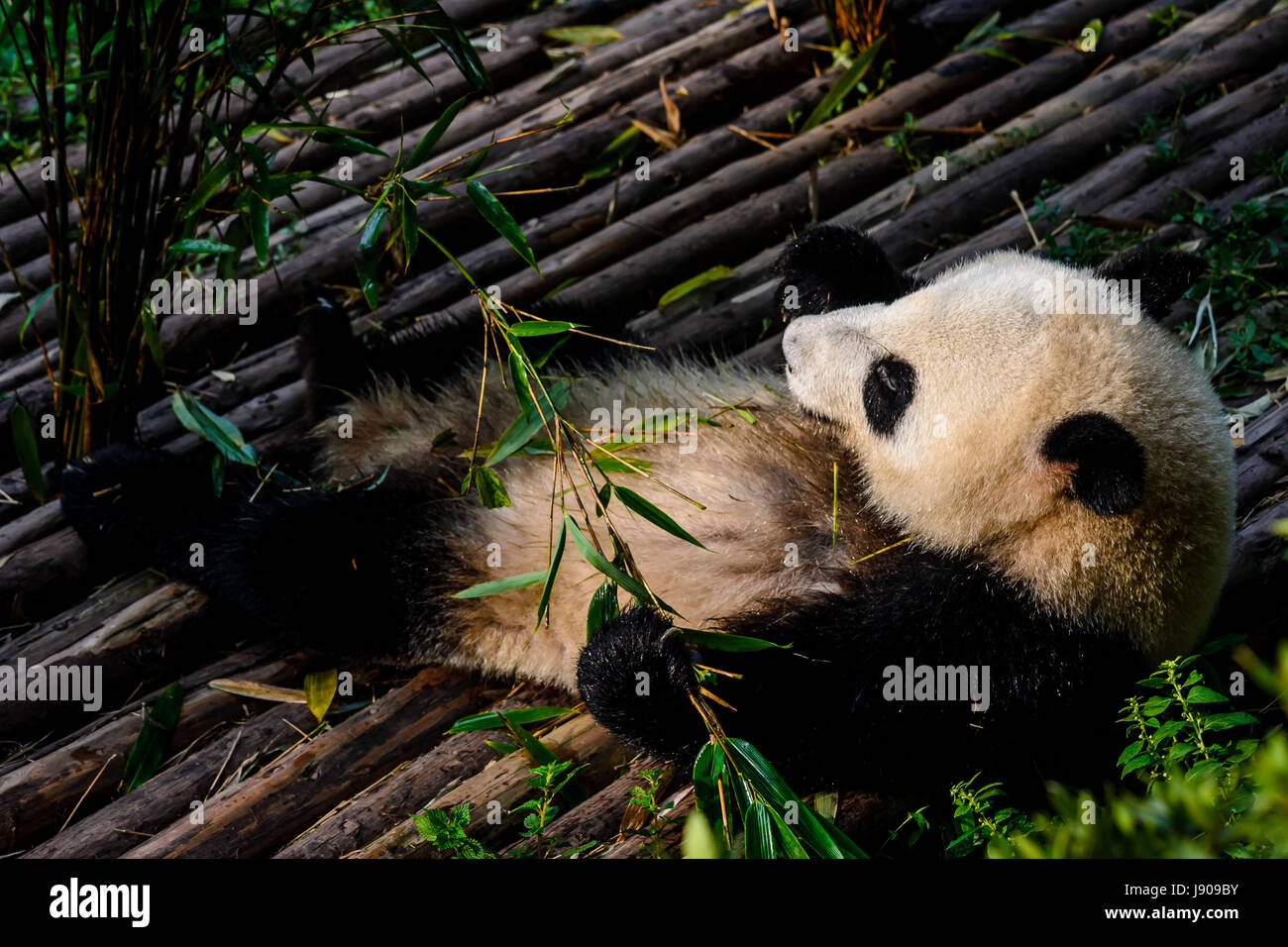 Pandas enjoying their bamboo breakfast in Chengdu Research Base, China ...