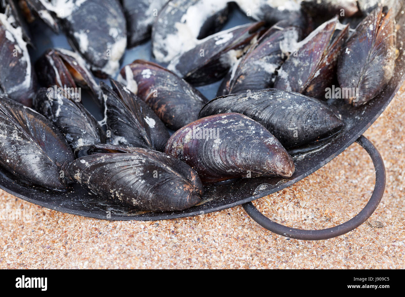 Freshly cooked mussels in metal tray on sand beach at sun summer day