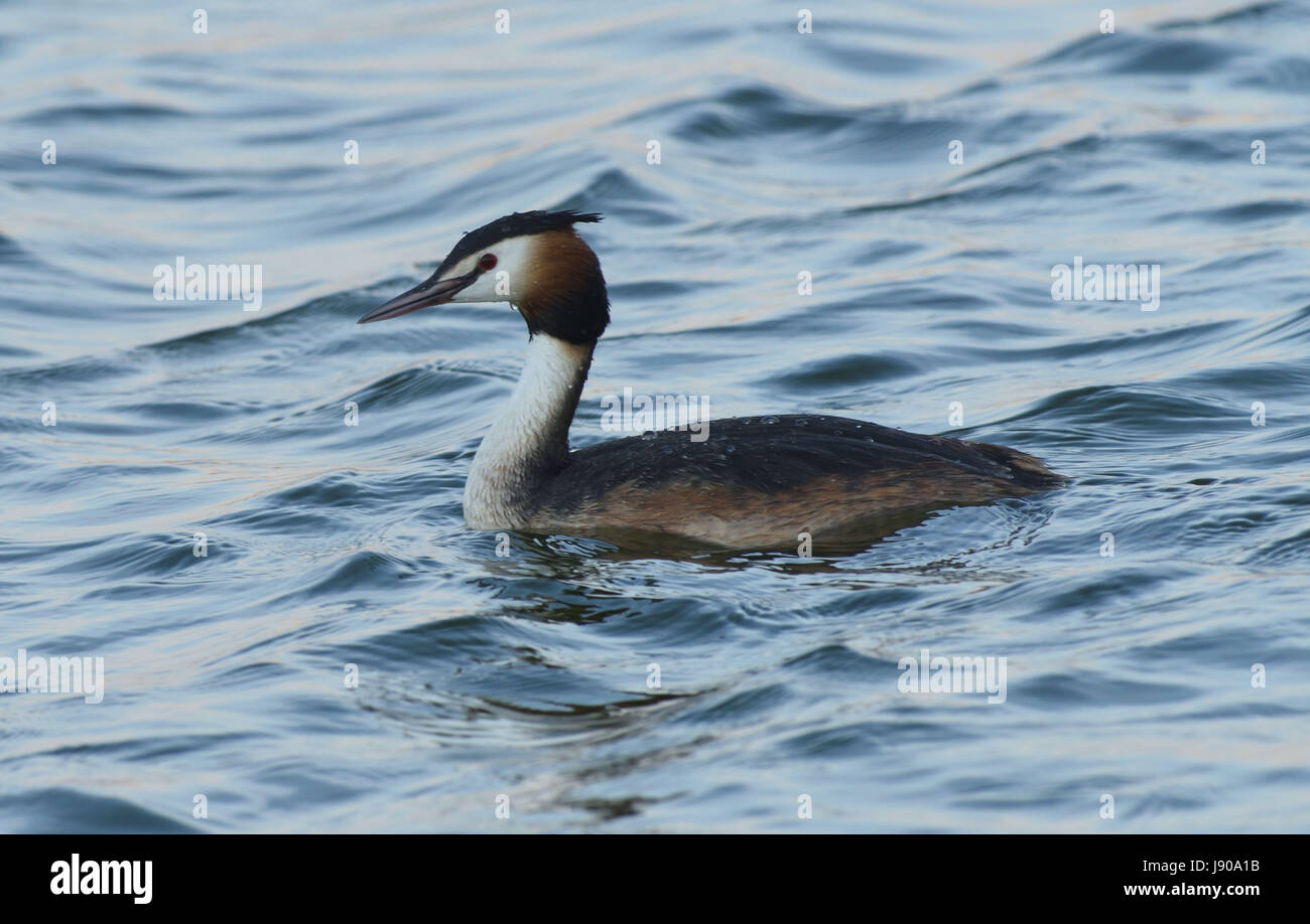 A great crested grebe (Podiceps cristatus) on a lake at Rye Harbour Nature Reserve. Rye, Sussex, UK Stock Photo