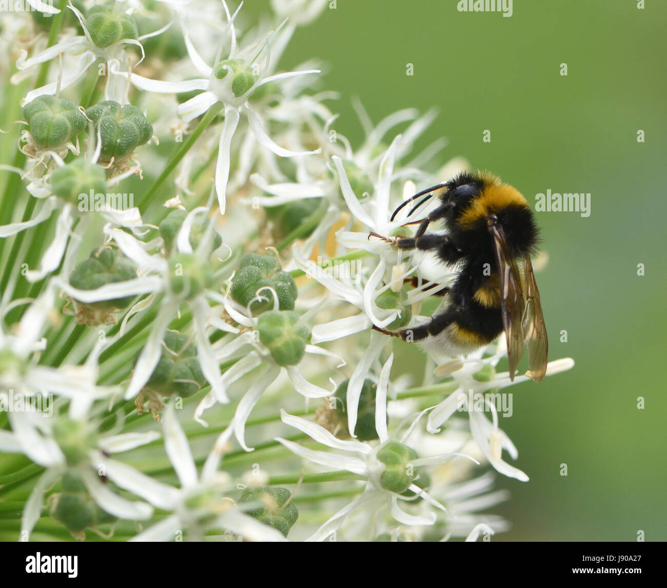 A Buff-tailed bumblebee  (Bombus terrestris) gathers nectar from an allium flower. Goudhurst, Kent, UK. Stock Photo