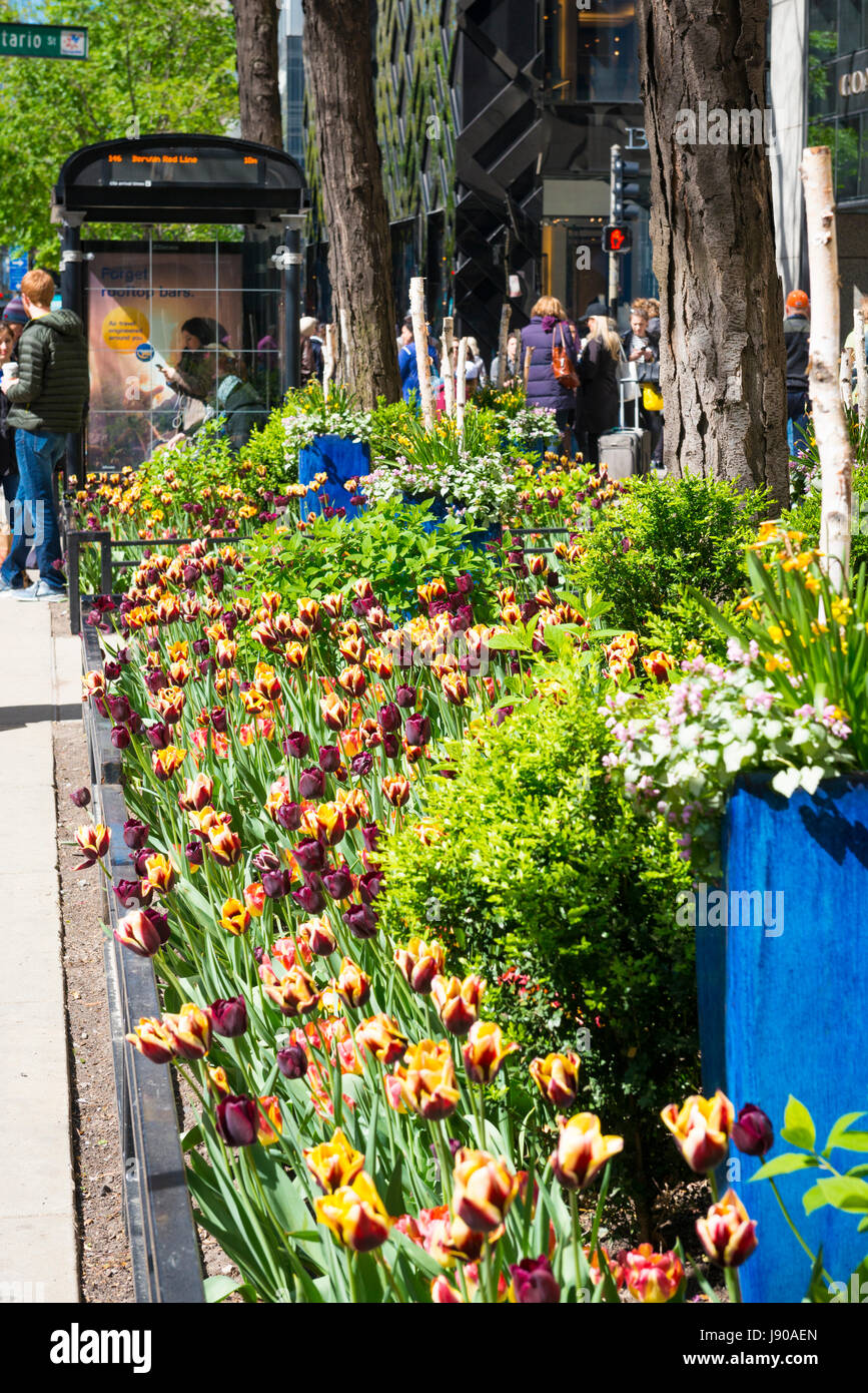 Chicago Illinois Near North Side Magnificent Mile N Michigan Avenue