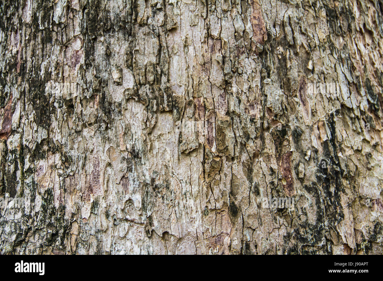Bark tree texture Stock Photo