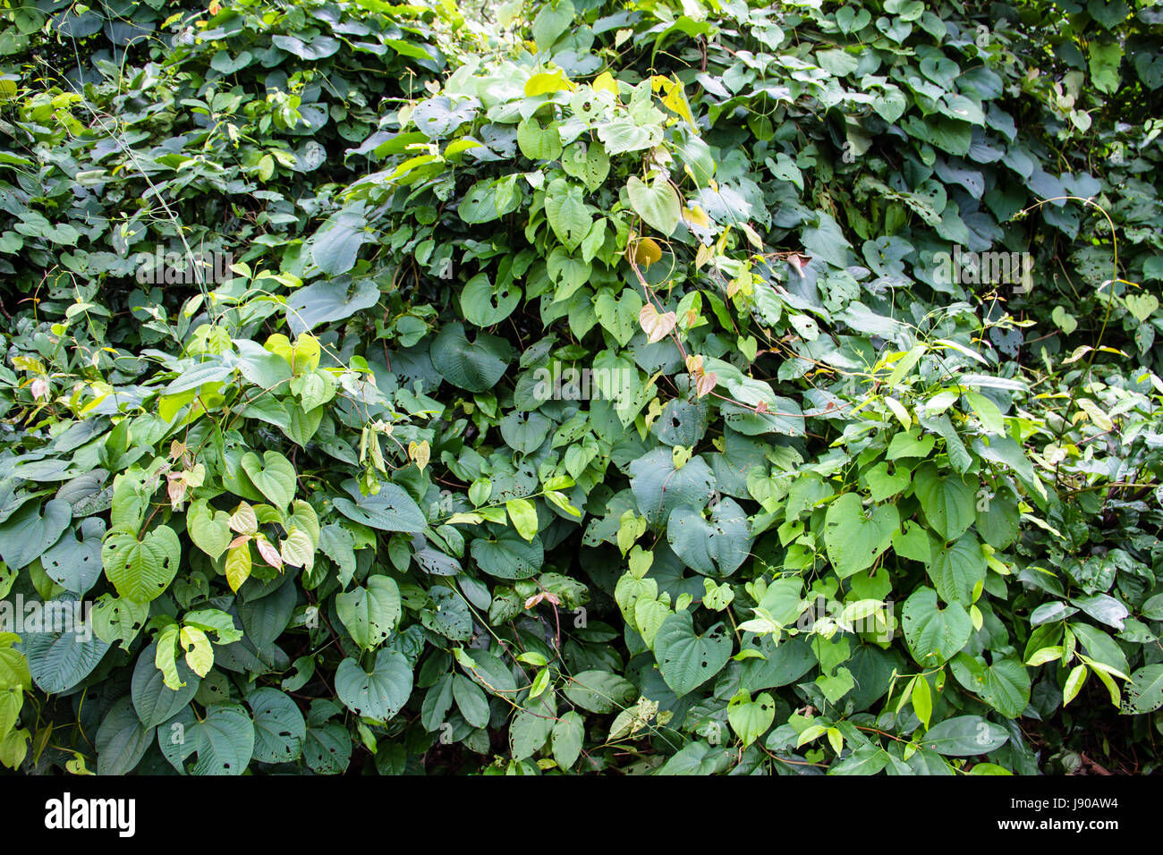 Green tropical forest in Thailand Stock Photo - Alamy
