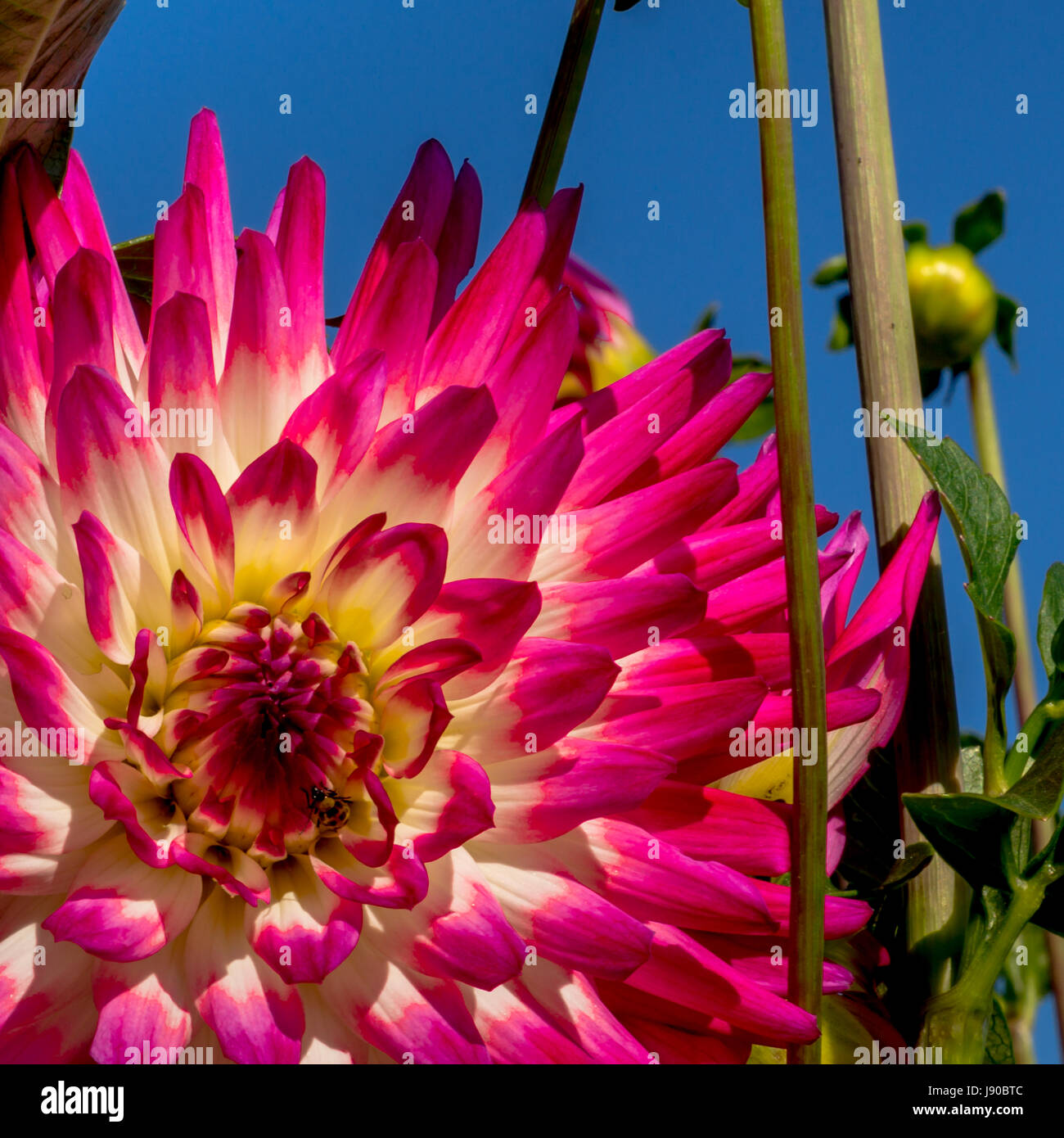 Dahlia cultivar dahlia purple hi-res stock photography and images - Alamy