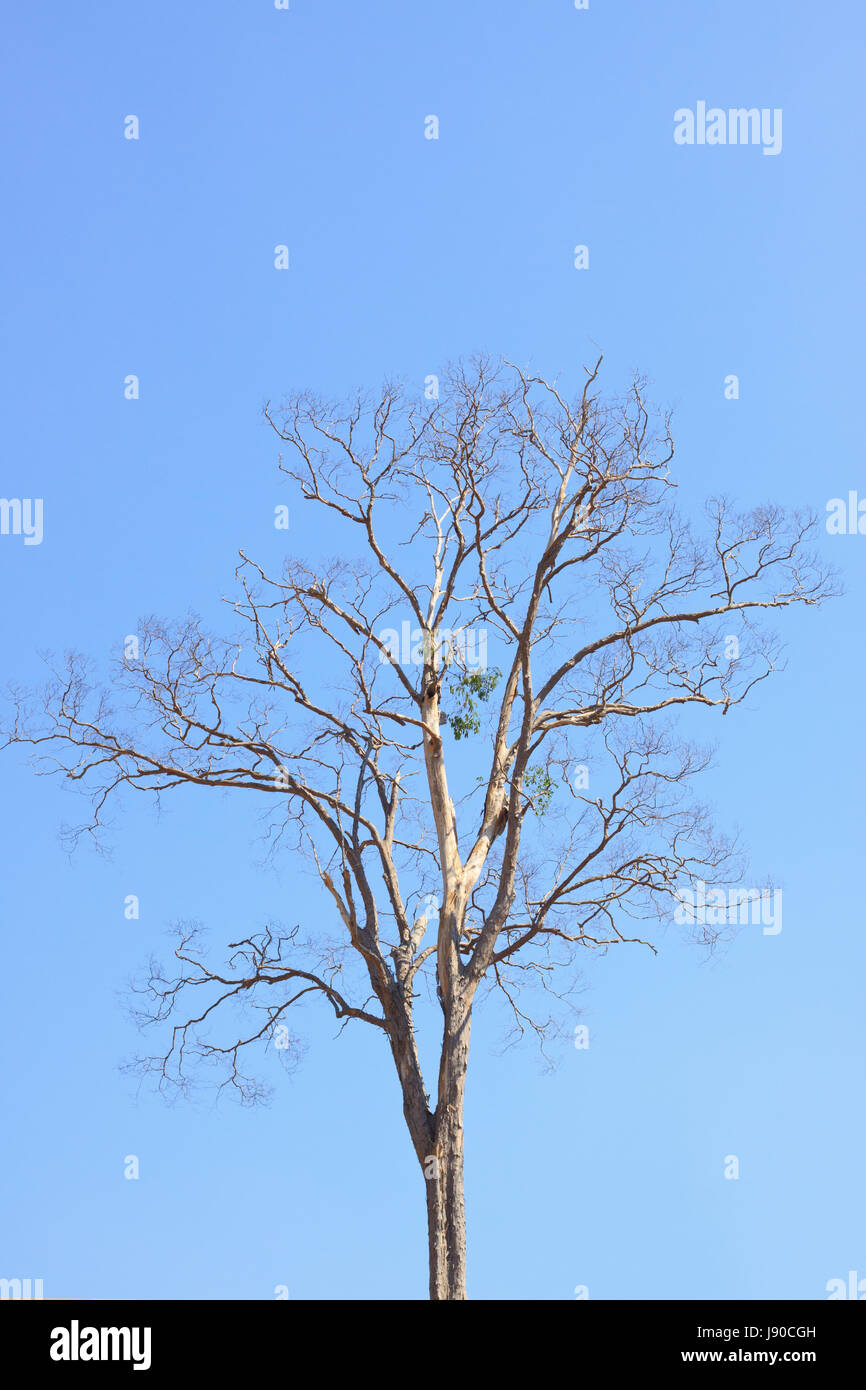dry tree with clear blue sky background Stock Photo - Alamy