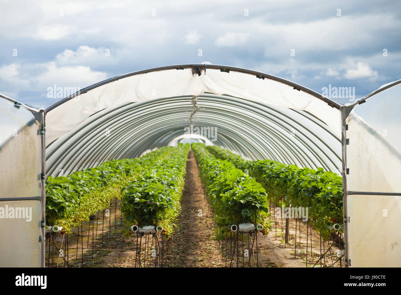 Rows of strawberries growing inside a polytunnel in Fife, Scotland