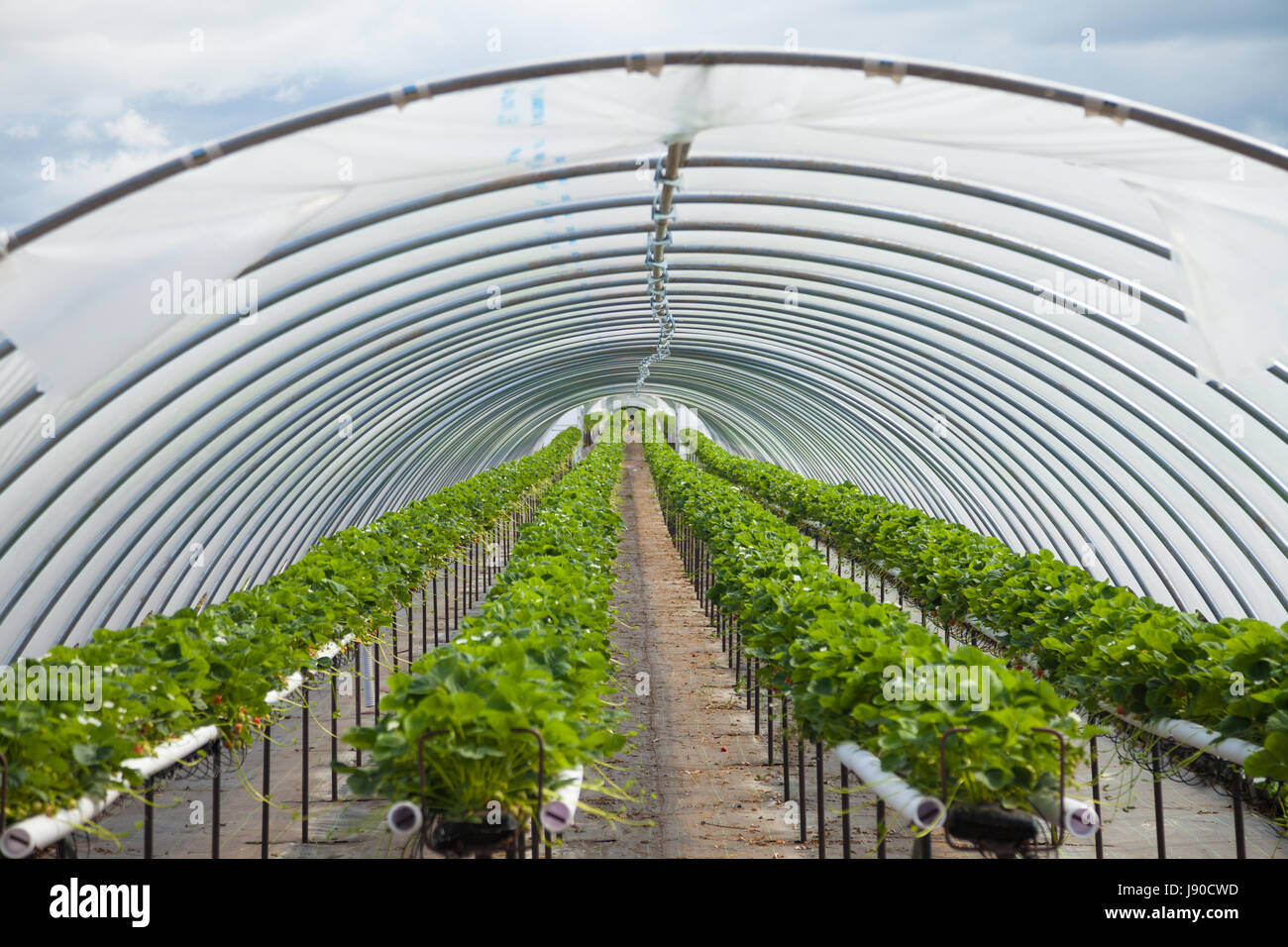 Rows of strawberries growing inside a polytunnel in Fife, Scotland