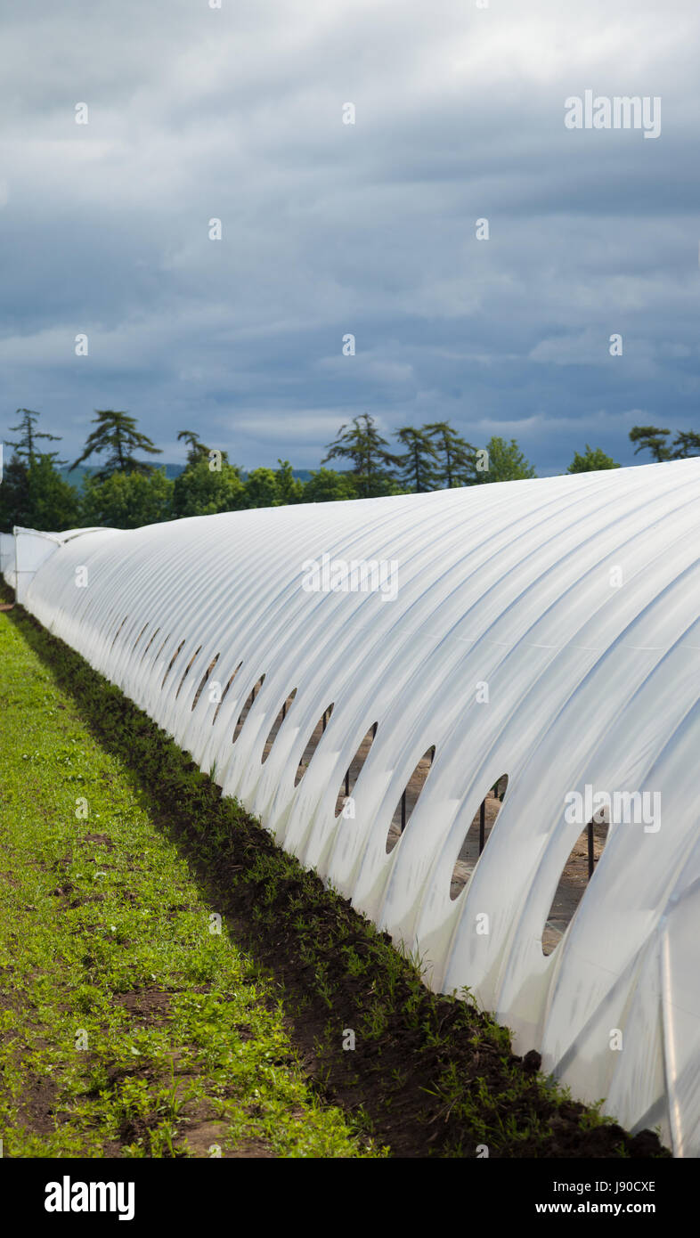 Rows of strawberries growing inside a polytunnel in Fife, Scotland