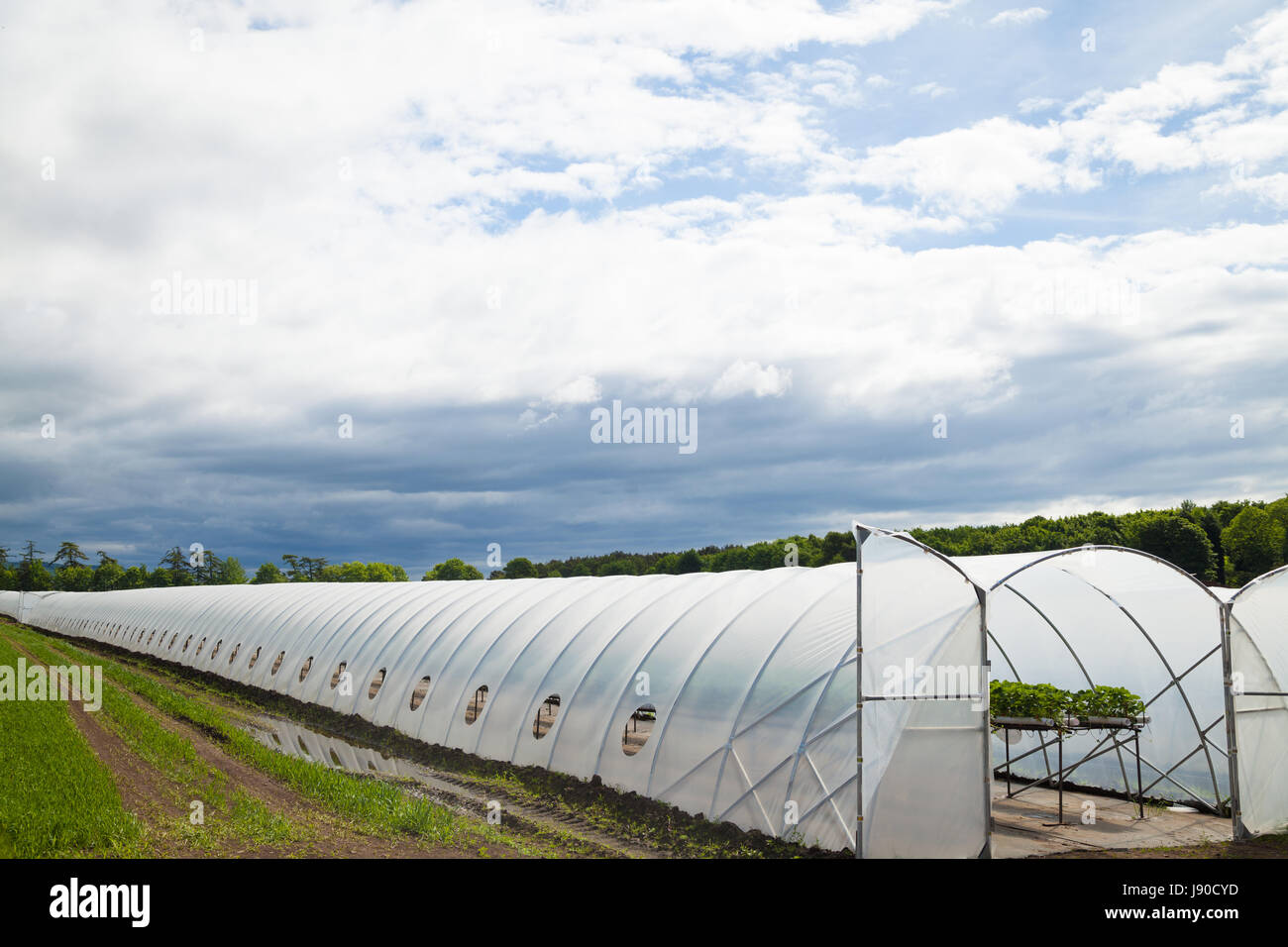 Rows of strawberries growing inside a polytunnel in Fife, Scotland