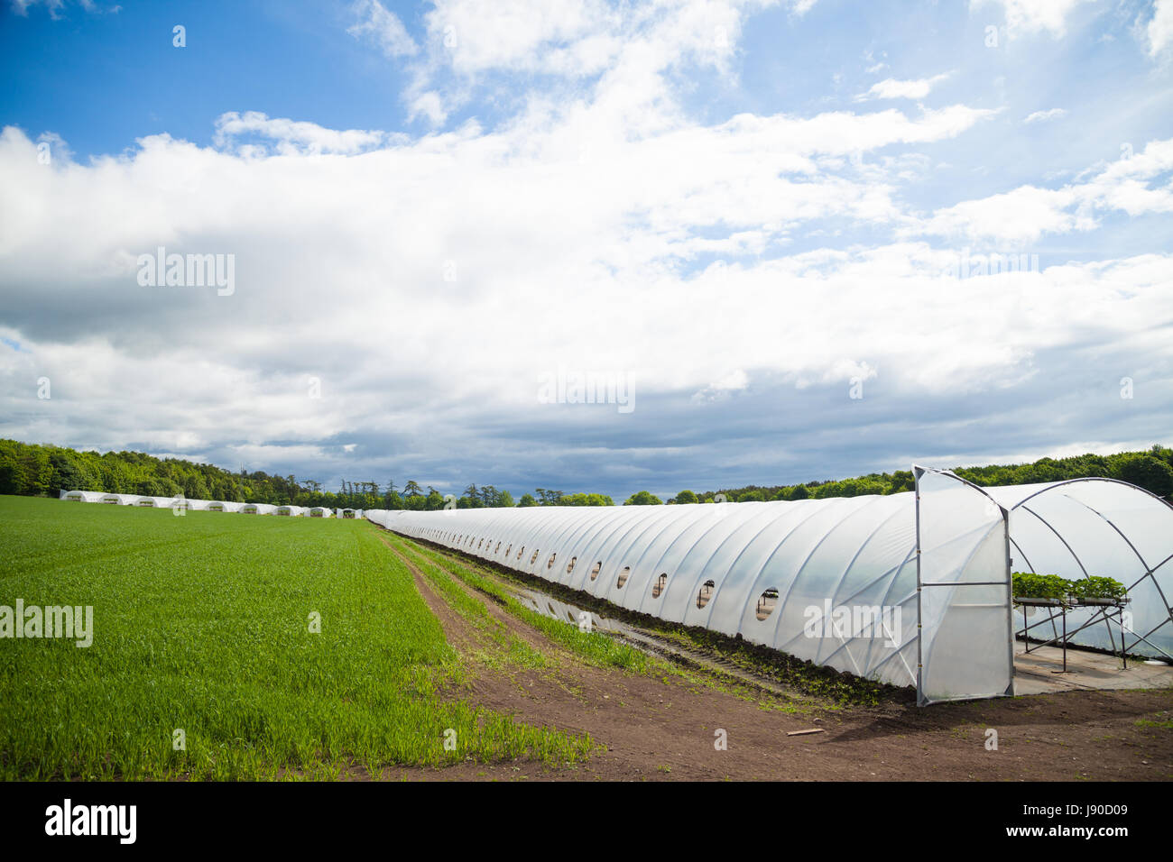 Rows of strawberries growing inside a polytunnel in Fife, Scotland